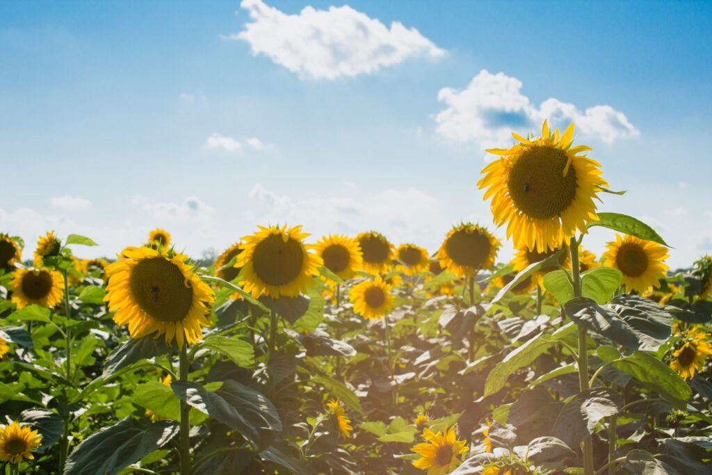 medellin-flower-farm