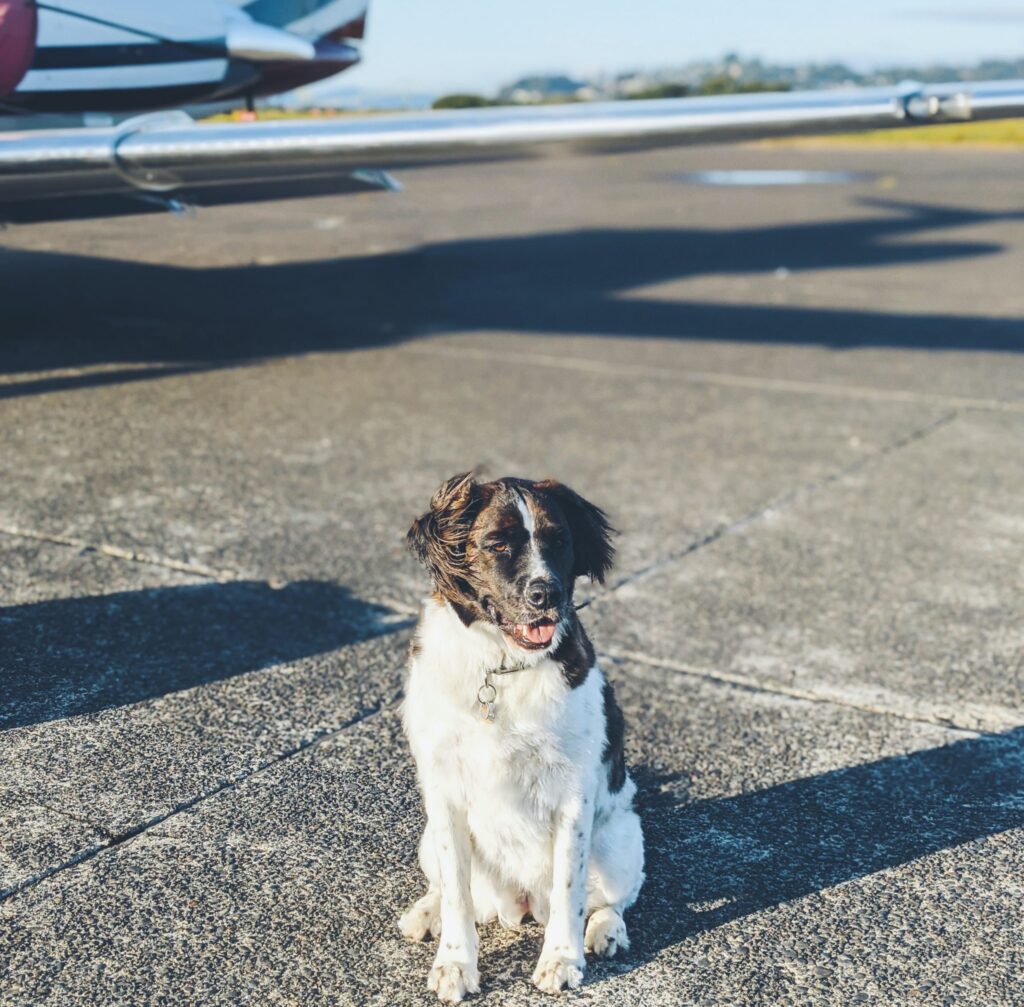 A Quick Guide on How to Travel With Pets to Medellin