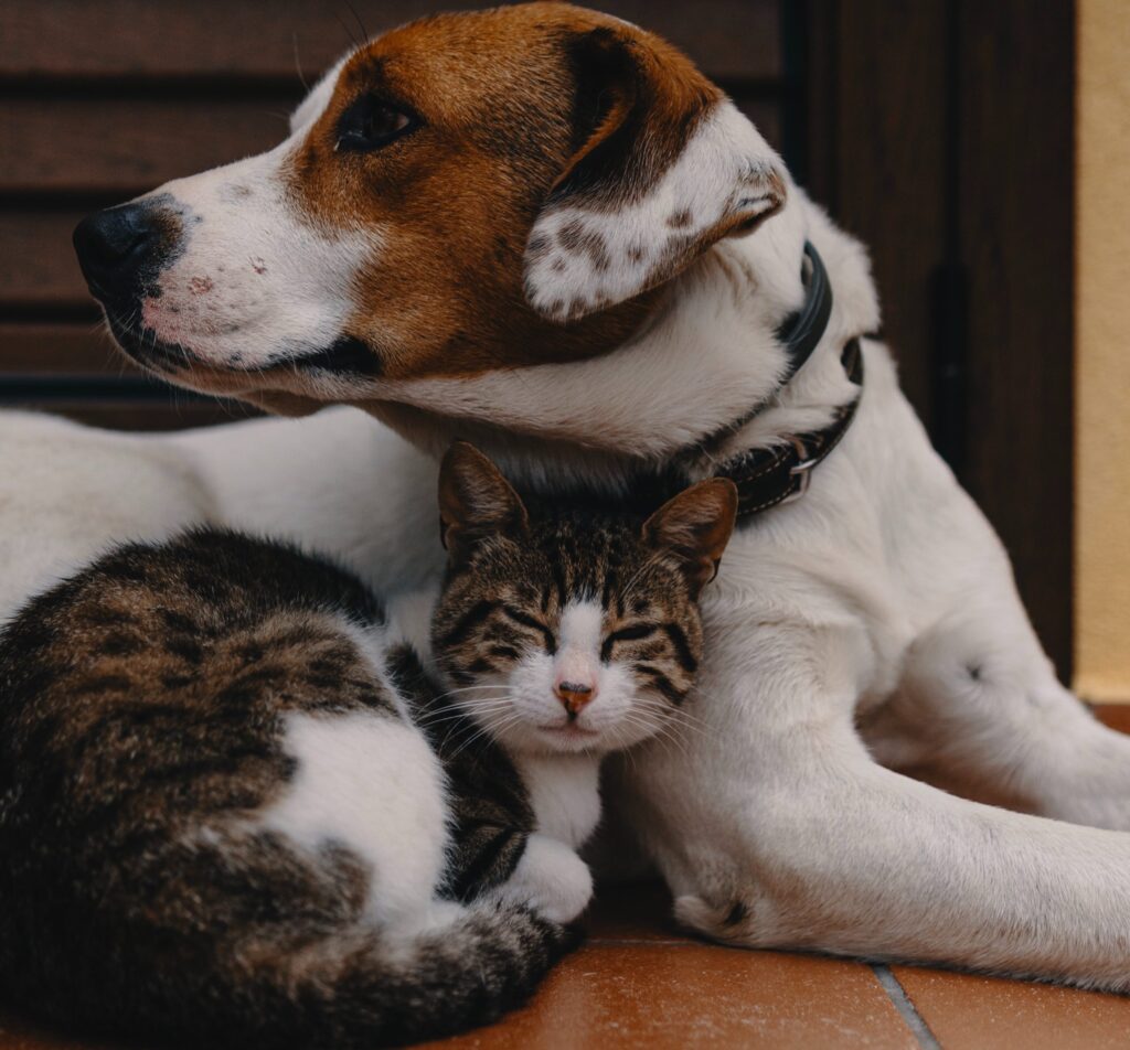 The Best Pet Rescues in Medellin