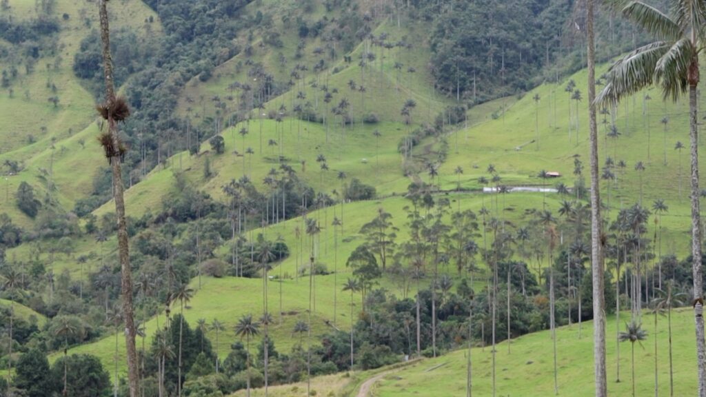 Is Cocora Valley Worth Going to?