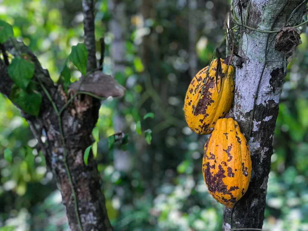 What to Expect on the Best Cacao Day Trip from Medellín