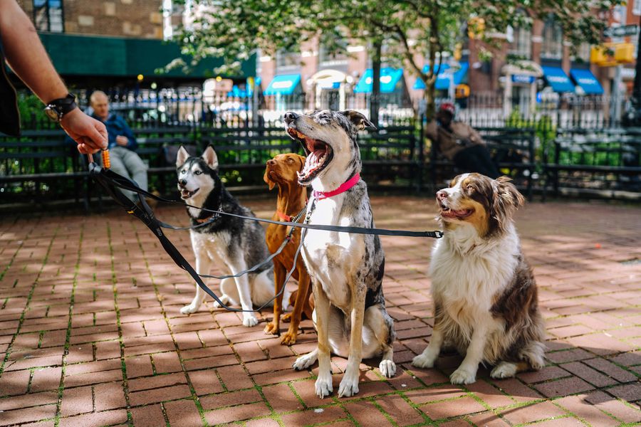 Dog and Pet Parks in Medellín