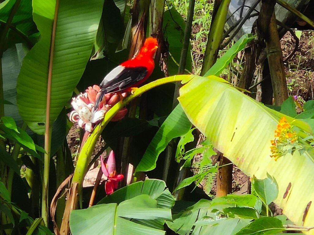 Jardín