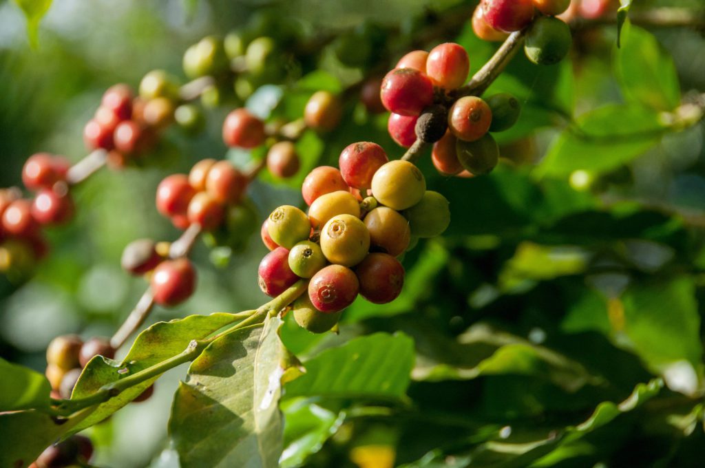 colombian coffee plant
