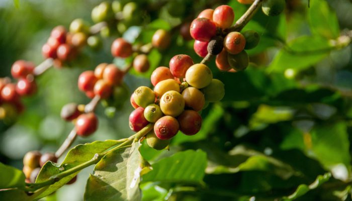 colombian coffee plant