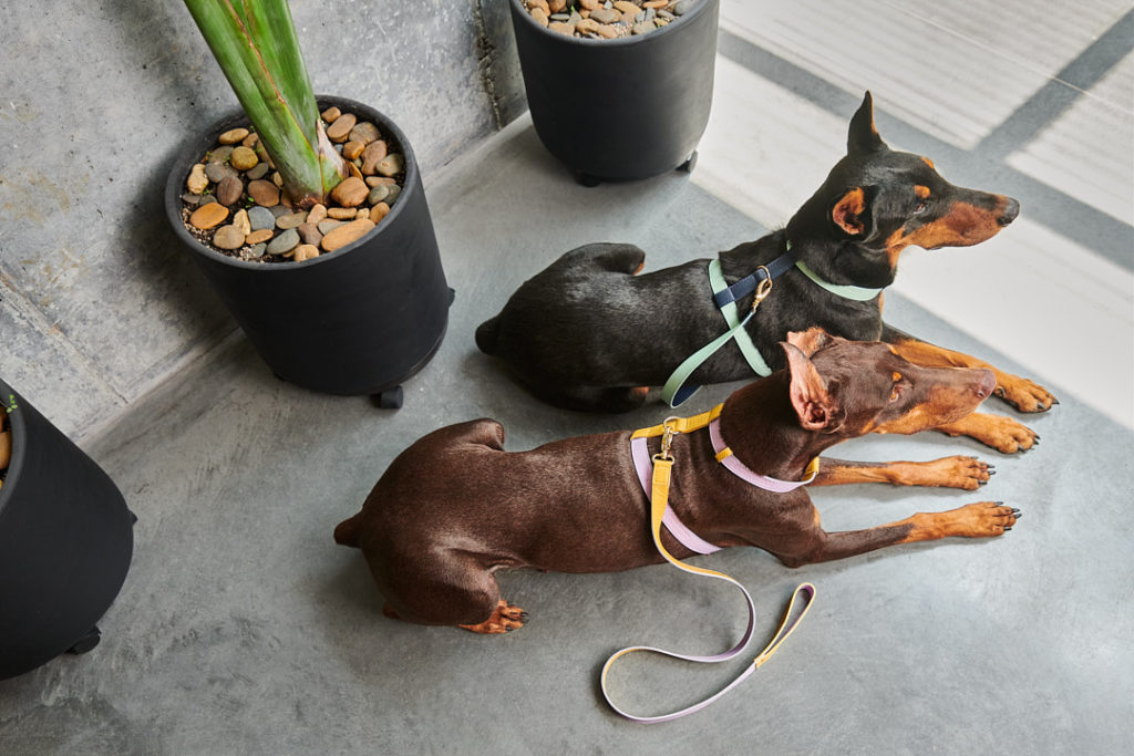 The Best Doggy Daycare Centers in Medellin