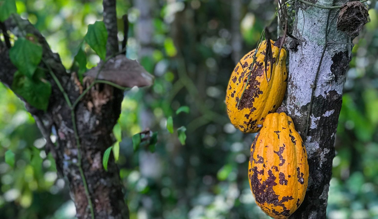 What to Expect on the Best Cacao Day Trip from Medellín