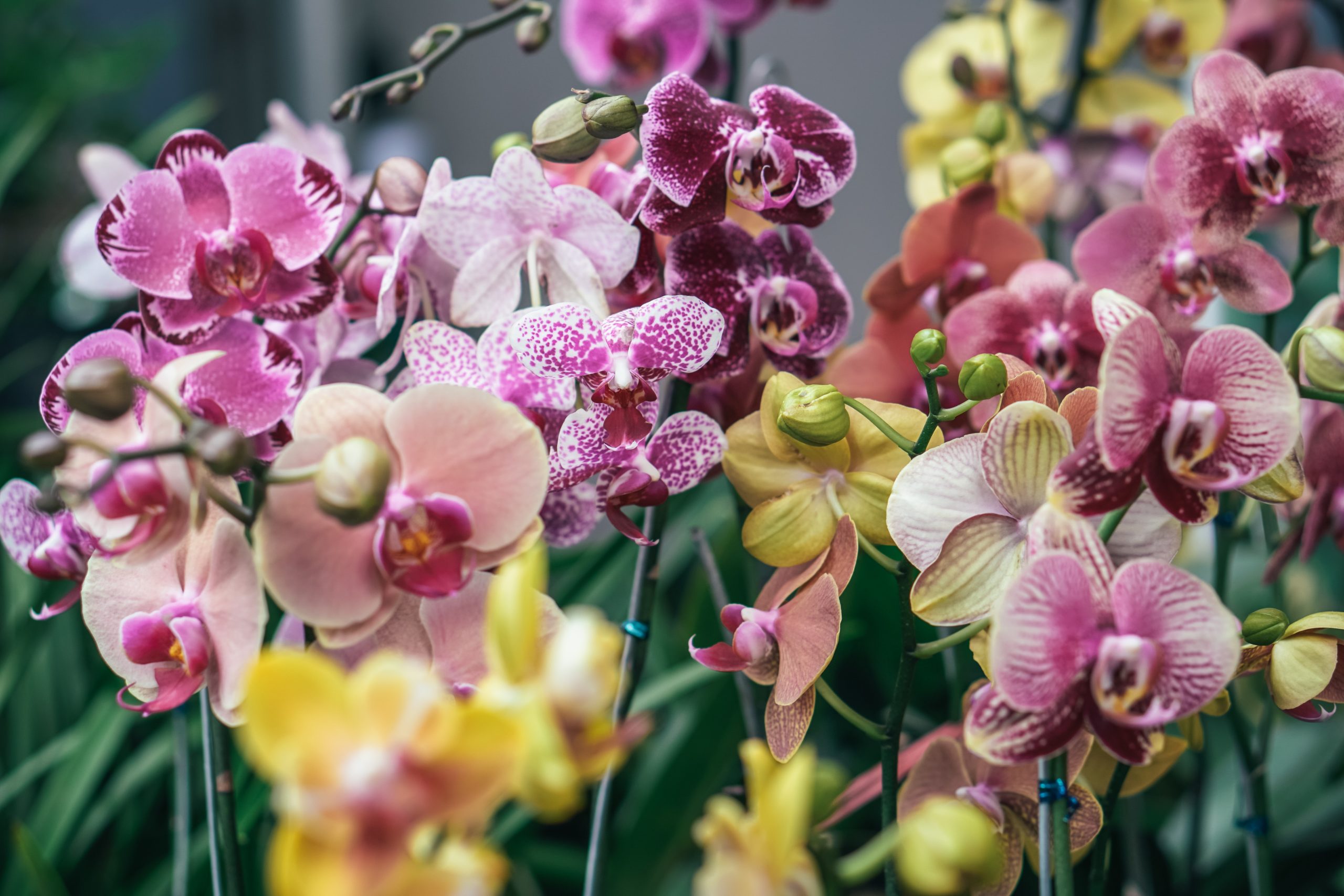 Types Of Orchids With Pictures And Names