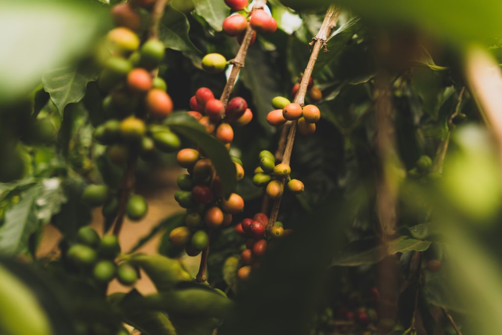The History of Coffee in Colombia