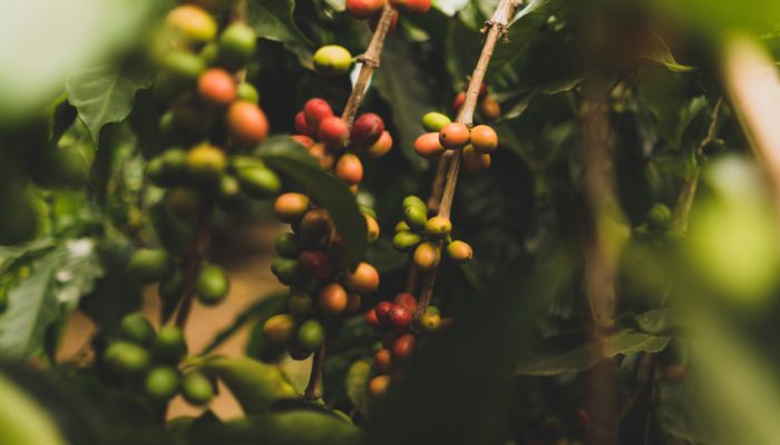 The History of Coffee in Colombia