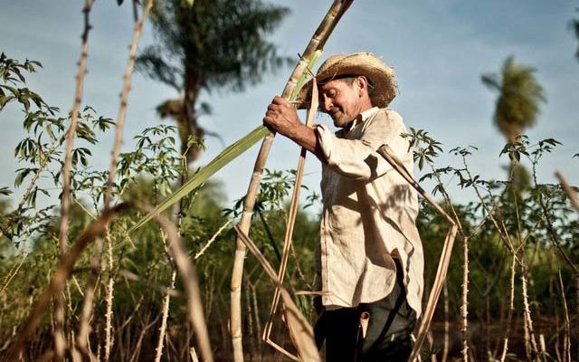 The History of Sugar Cane in Colombia