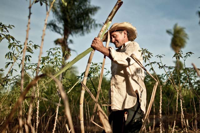 The History of Sugar Cane in Colombia